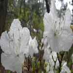 ����ֲ��